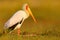 Yellow-billed Stork, Mycteria ibis, walk in water, Tanzania. River with bird in Africa. Strok in nature march habitat. Stork in Af