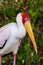 A Yellow-Billed Stork mycteria ibis white feathers, large yellow beak, and red head from Africa portrait view
