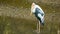 Yellow-billed stork in a puddle (Mycteria ibis)