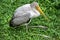 Yellow billed stork resting