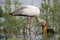 Yellow-billed stork, Selous Game Reserve, Tanzania