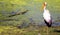 Yellow billed stork with small crocodile