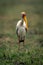 Yellow-billed stork stands on floodplain turning head