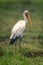 Yellow-billed stork stands in grass turning head