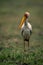 Yellow-billed stork stands on grass turning head