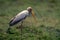 Yellow-billed stork stands in profile watching camera