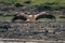 Yellow-billed stork stands by river spreading wings