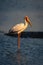 Yellow-billed stork stands in shallows watching camera