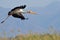 Yellow-billed stork taking off