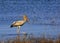 Yellow Billed Stork wading on the blue rippled water of Lake Kariba, Zimbabwe