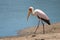 Yellow-billed stork walks along sandy river bank