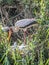 Yellow Billed Stork watching over her young