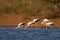 Yellow-billed storks foraging - Kruger National Park