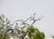 Yellow billed storks, Lake Manyara National Park, Tanzania