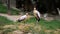 Yellow billed storks standing still.