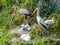 Yellow Billed Storks with their Young