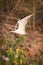 Yellow-billed tern with wings raised over bushes