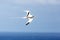 Yellow-billed Tropicbird Phaethon lepturus flying over the Pacific ocean near Galapagos Islands, beautiful white bird