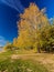 Yellow Birch on the banks of the river