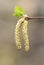 Yellow birch catkin closeup