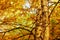 Yellow birch foliage