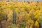 Yellow birch grove in colorful forest in autumn