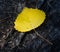 Yellow birch leaf