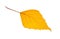 Yellow birch leaf