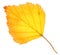 Yellow birch leaf isolated