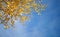 Yellow birch leaves on blue sky