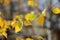 yellow birch leaves. close-up and heavily blurred background