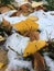 yellow birch leaves snow the first snow of winter beginning of autumn