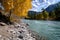 Yellow birch by the river. Autumn Altai