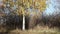 Yellow birch tree background in a park