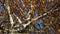 Yellow birch tree leaves closeup over a blue sky