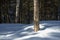 Yellow Birch in Winter Woods