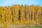 Yellow birches in the autumn forest