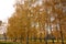 Yellow birches in park