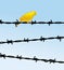 Yellow bird on barbed wire