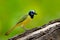 Yellow Bird, black blue head, wild nature. Wildlife Mexico. Green Jay, Cyanocorax yncas, wild nature, Belize. Beautiful bird from