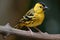yellow bird with black stripe on its head perched on branch