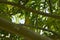 Yellow bird on branches of a tree in tropical climate, Caroni river and mountains on background of image.