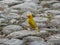 Yellow bird in colombia