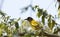 Yellow Bird, Common Iora