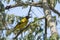 Yellow Bird, Common Iora