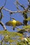 Yellow bird flapping its wings