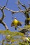 Yellow bird flapping its wings