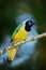 Yellow Bird Green Jay, Cyanocorax yncas, wild nature, Belize. Beautiful bird from South America. Birdwatching in Ecuador. Jay sit