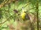 Yellow Bird Nashville Warbler