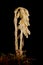 Yellow Bird\\\'s-Nest (Monotropa hypopitys). Habit